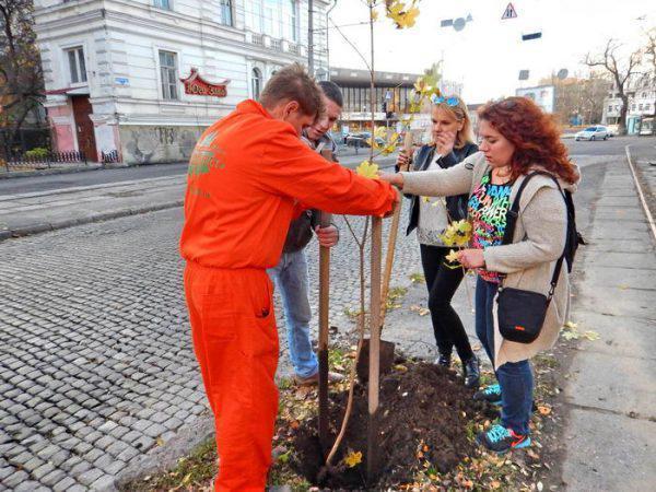 озеленение Французского бульвара