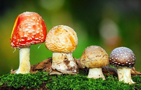 отравление грибами