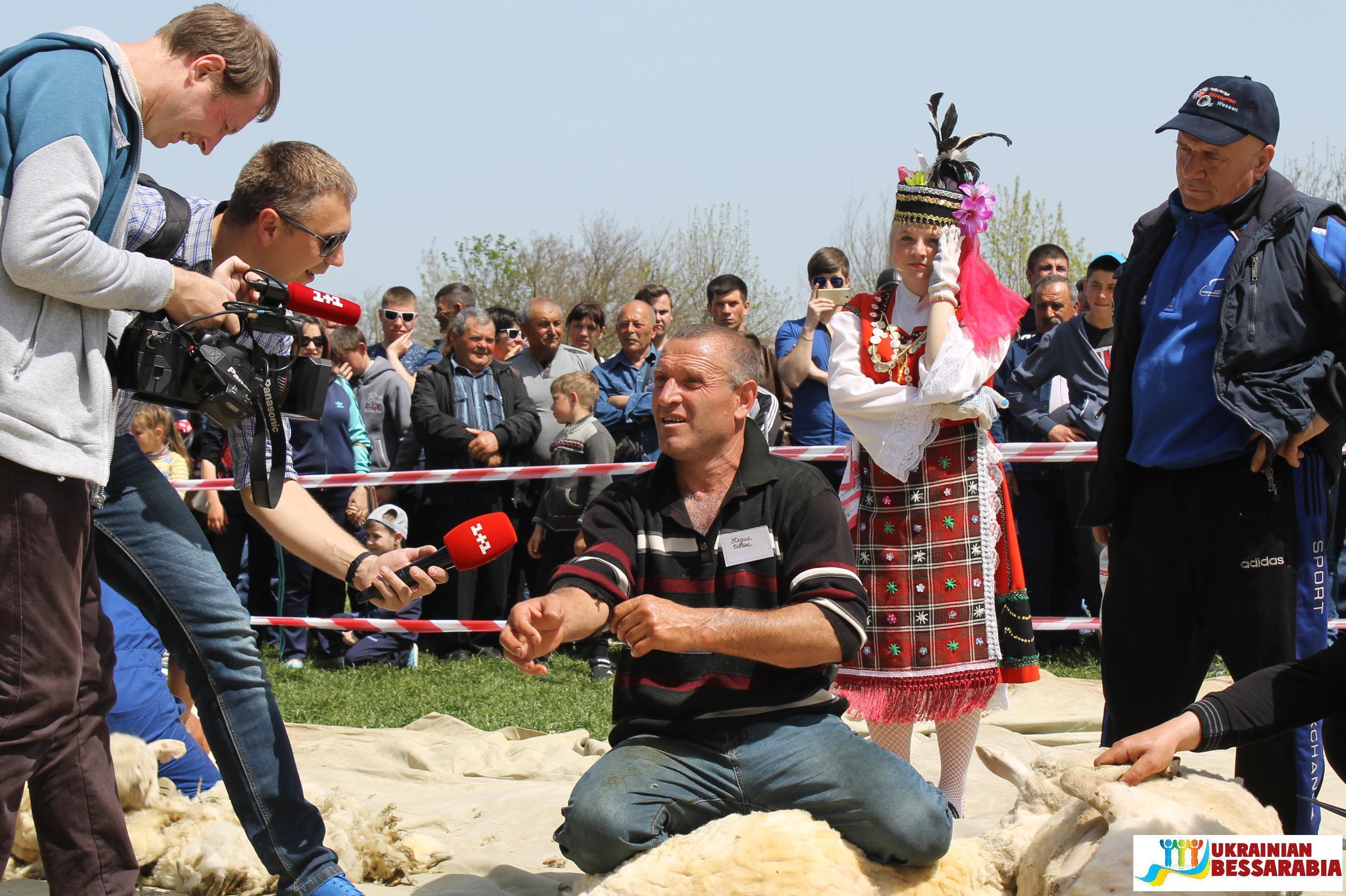 соревнования по стрижке овец