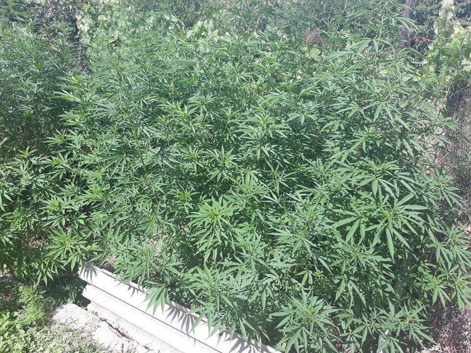 Белгород марихуана отличие женских и мужских растений конопли