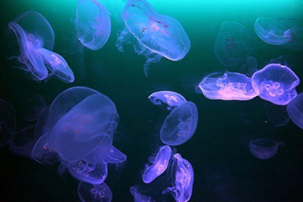 медузы в Днепре