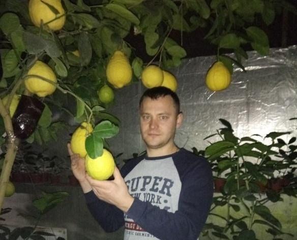 теплица с лимонами