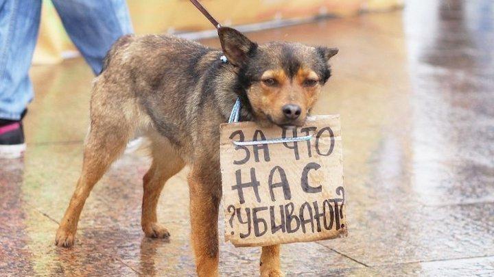 защита животных