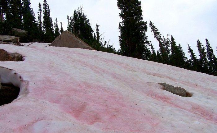 розовый снег
