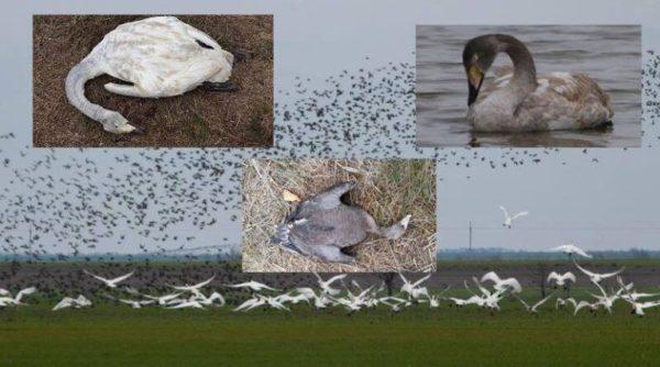 В Татарбунарском районе из-за химикатов массово гибнут птицы