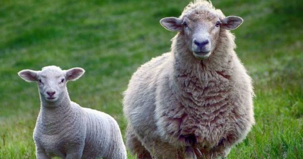 В Болградском районе с бывшей свинофермы увели отару овец