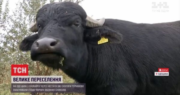 Стадо буйволов срочно эвакуировали из экопарка Одесской области