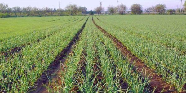 Площади чесночных плантаций в Украине вырастут на 75%