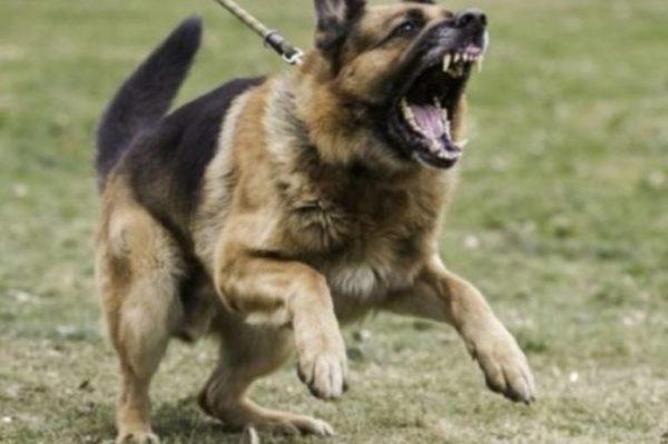 Мужчина натравил собаку на наряд полиции в Одесской области