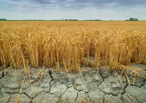 Одесский облсовет увеличил размеры помощи пострадавшим сельхозпредприятиям