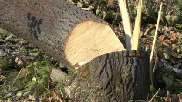 В Измаильском районе двое мужчин незаконно вырубали деревья