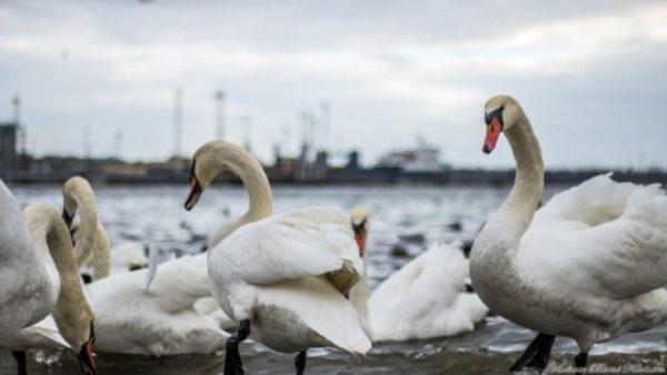 В Одесскую область прилетели зимовать лебеди