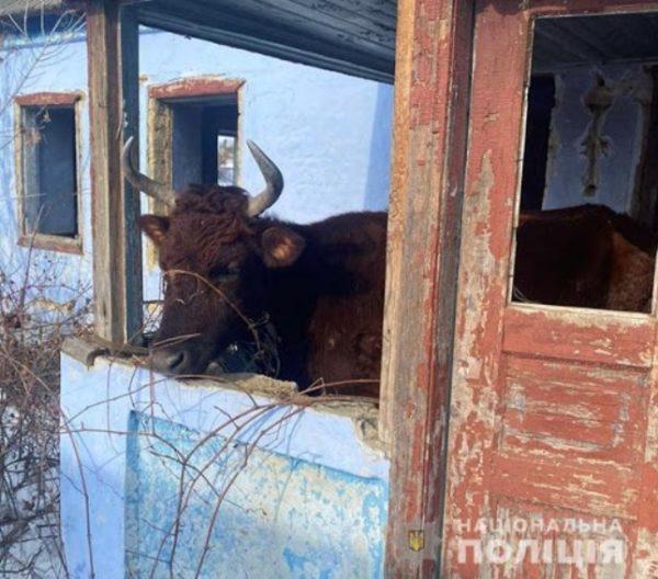 Жителя Одесской области оштрафовали за жестокое обращение с животными