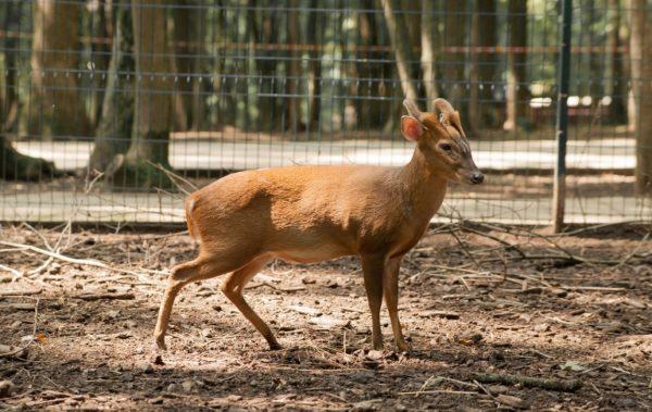 В Одесском зоопарке пополнение редкого животного-китайского мунтжака