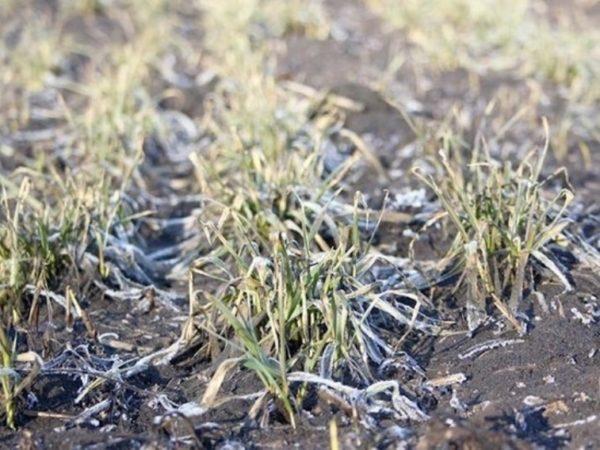 Внезапное похолодание грозит уничтожить посевы фермеров Одесской области