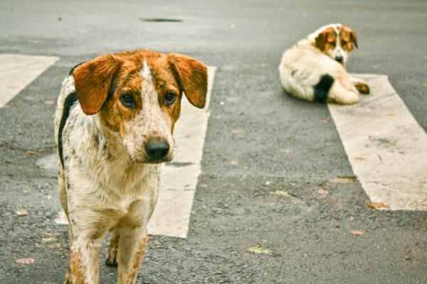 Измаил предпримет очередную попытку найти ветклинику для стерилизации бездомных собак