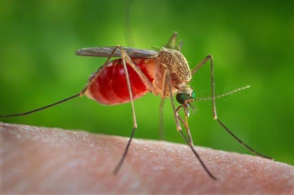 Отдыхающих на водоемах Бессарабии предупреждают о сезоне комаров