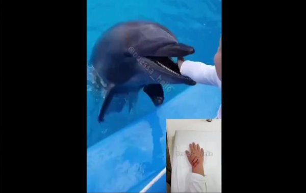 Дельфин укусил ребенка в одесском дельфинарии «Немо»