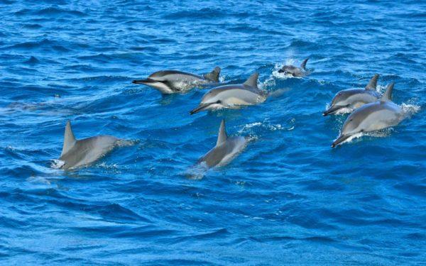 У берегов одесских пляжей все чаще замечают стаи дельфинов