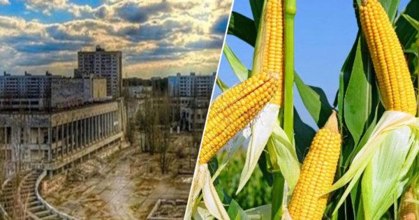 Кабмин предложил выращивать кукурузу в Чернобыльской зоне, которую потом можно перерабатывать в биогаз и производить из него электричество