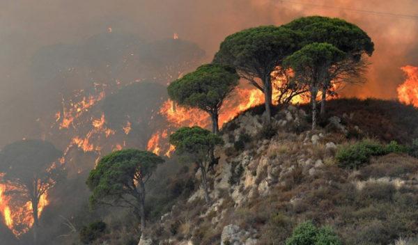 Вслед за Турцией лесные пожары вспыхнули в Греции, Италии и Хорватии