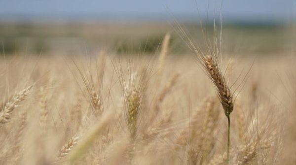 В Одесской области урожай пшеницы побил все рекорды