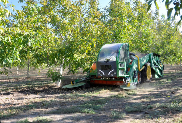 Под Измаилом урожай орехов  собирают механическим способом   (ФОТО)