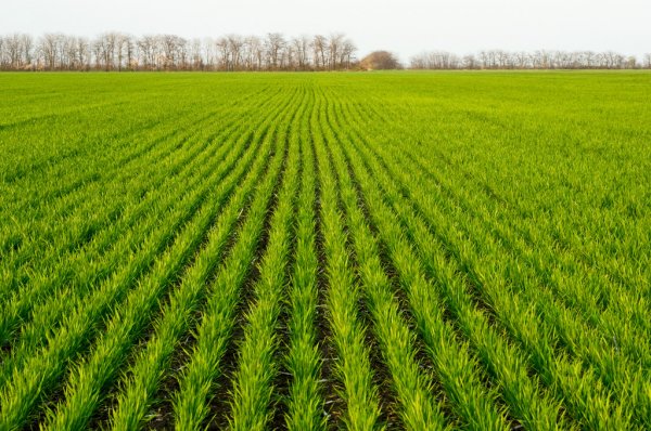 Готовимся к зиме: в каком состоянии всходы озимой пшеницы на юге Украины?