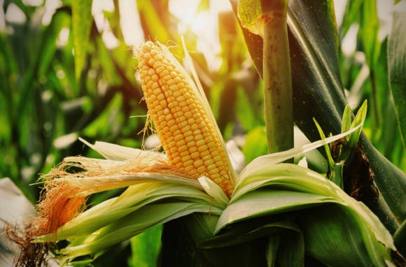 В Украине собрали самый большой за всю историю урожай кукурузы: 40 млн.тонн