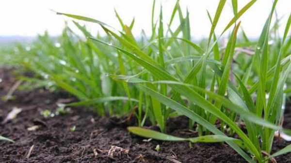 Агропредприятия Одесской области получили компенсацию за потерю урожая