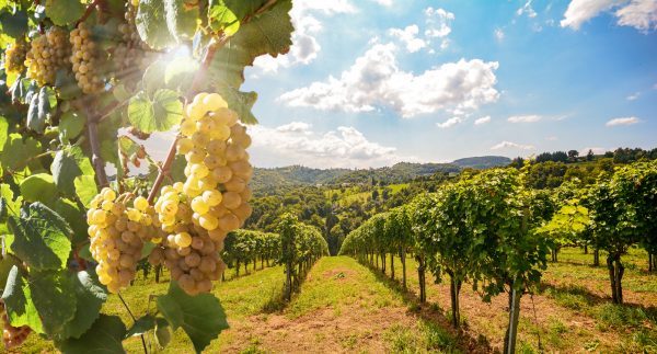 Президент Украины подписал важный для Одесской области закон о виноградарстве