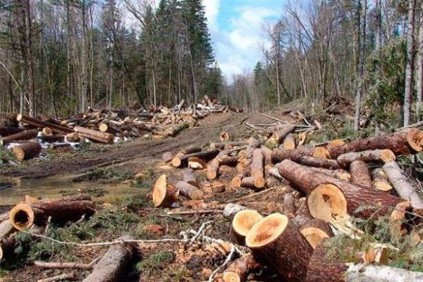 В Одесской области будут судить депутата горсовета за незаконную порубку леса