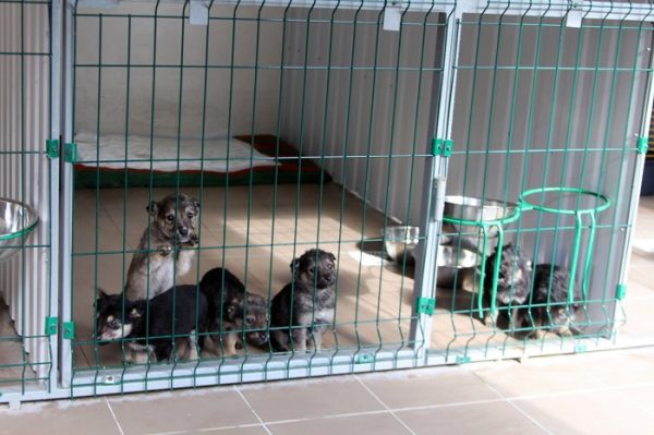 Белгород-Днестровский городской совет выделил 1 млн на стерилизацию беспризорных собак