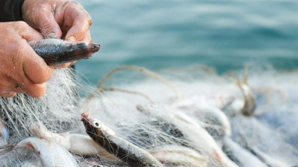 С сегодняшнего дня в Одесской области действует запрет на вылов рыбы