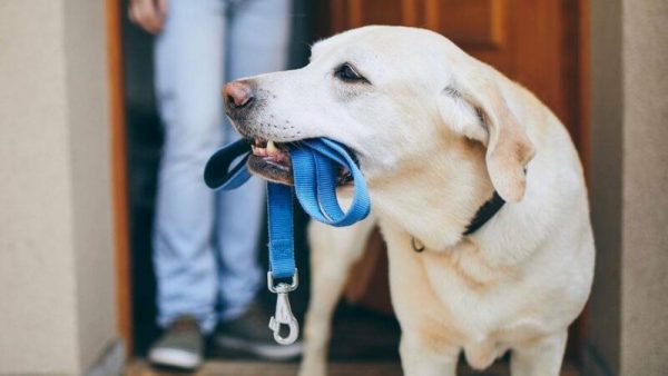 Что делать владельцам собак во время расширенного комендантского часа – разъяснение Одесской ОВА
