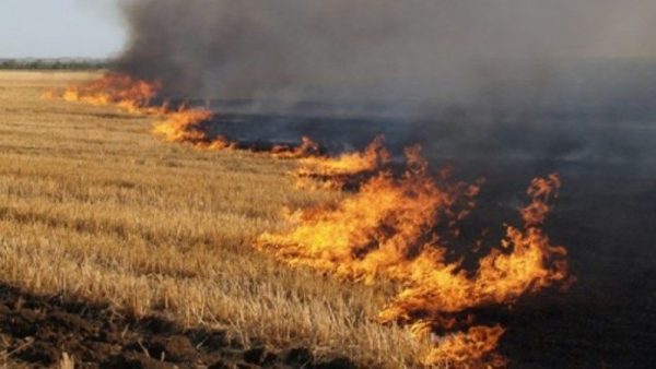 За Теплицею вогонь знищив на полі пшеницю