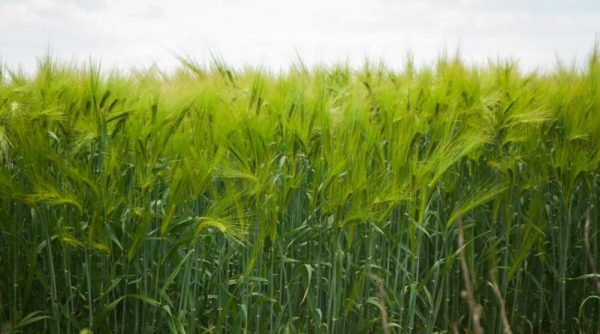 Одесская область готова к сбору ранних зерновых культур, но могут возникнуть проблемы