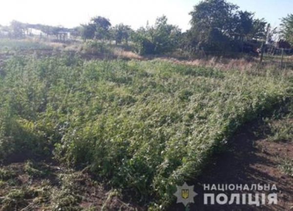 Жительница Одесской области выращивала запрещенные растения