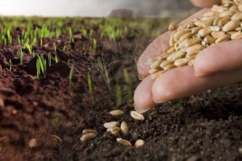 Сільськогосподарськими підприємствами Болградського району розпочато збирання врожаю озимих зернових