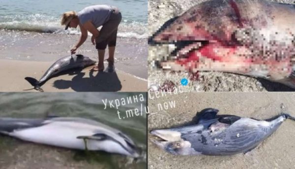 Через війну у Чорному морі гинуть дельфіни