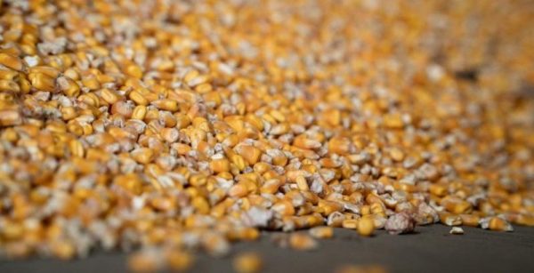 Україна відправила за кордон перші пів мільйона тонн зерна у новому сезоні