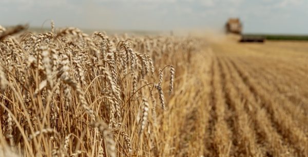 Аграрії Одещини вже зібрали 2 млн т зерна нового врожаю