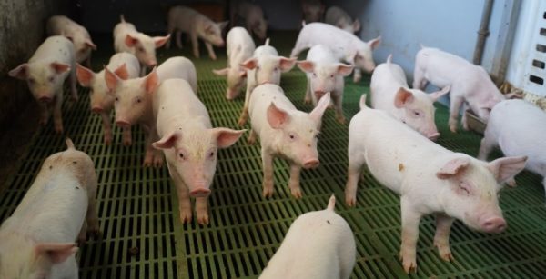 Понад 80% свиногосподарств продовжують працювати в штатному режимі