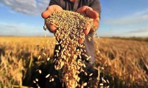 На Одещині зібрали перший мільйон тонн зерна