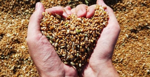 Одеська ОВА оприлюднила підсумки збирання врожаю ранніх зернових
