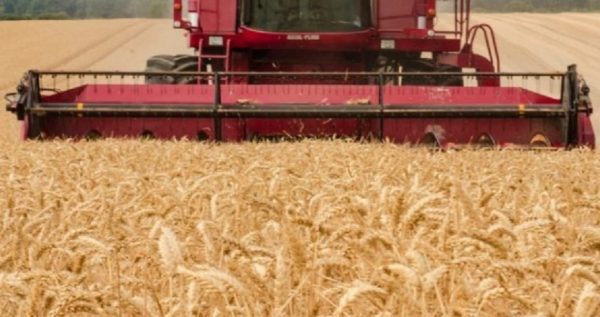 Україна буде з хлібом: На Одещині почались жнива, врожай вище середнього