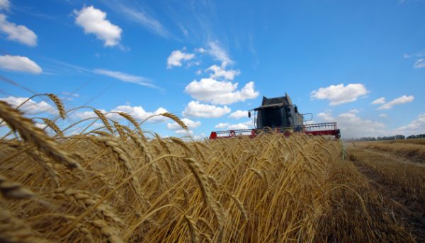 На Одещині завершили жнива – намолотили 2,5 мільйона тонн зерна
