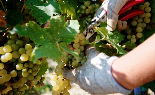 В Одеській області почався збір врожаю винограду