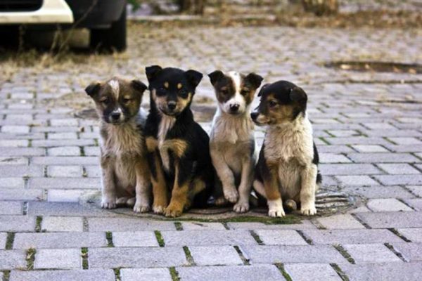 В Арцизі проведуть стерилізацію безпритульних собак