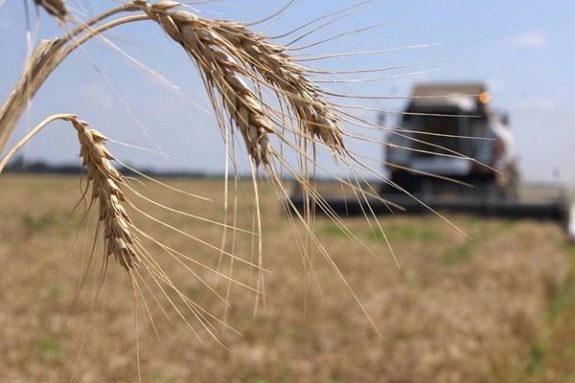 Збір врожаю: в Україні намолотили понад 30 млн тонн зерна